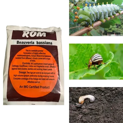 ROM 3 kg Beauveria Bassiana Powder | Suitable for Controlling Hard Bodied Insects